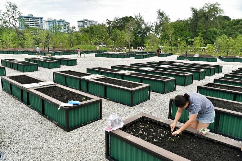 NParks akan merilis lebih dari 280 plot baru untuk penggemar berkebun untuk melatih jempol hijau mereka